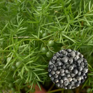 Asparagus densiflorus 'Mazeppa' – detail zelenej, hustej štruktúry rastliny s drobnými plodmi a kvalitnými semenami pripravenými na predaj.