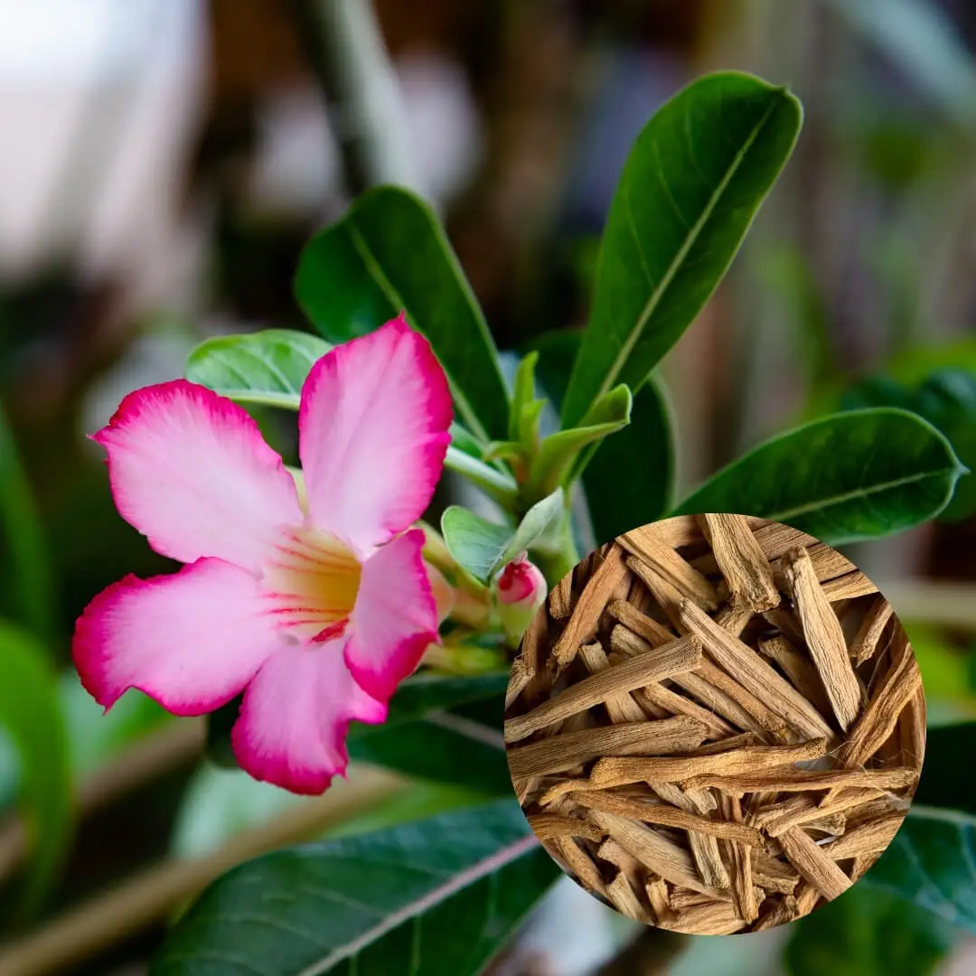 Semená Adenium multiflorum Púštna ruža 5 ks