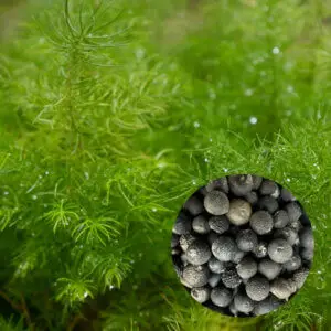 Asparagus densiflorus 'Sprengeri' – detail sviežozelených, jemne štruktúrovaných výhonkov a kvalitných semien určených na predaj.