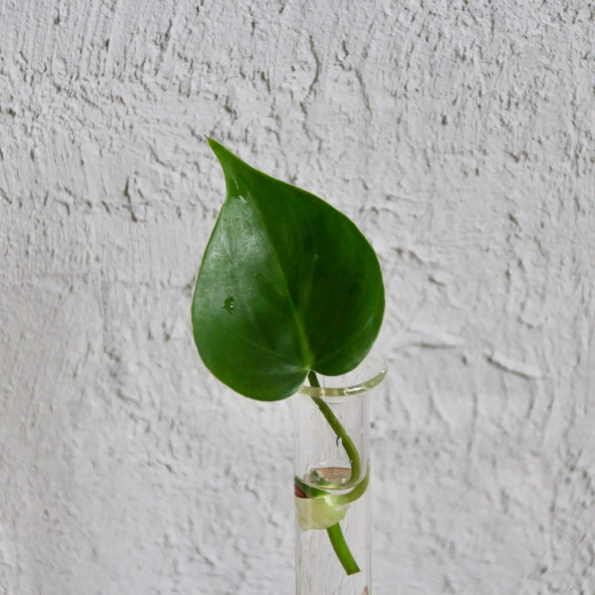 Philodendron scandens odrezok 1 philodendron-scandens-odrezok-rastlinkovo