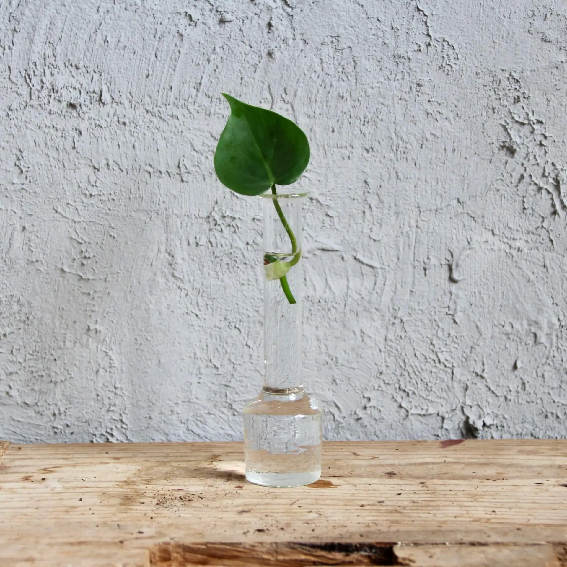 Philodendron scandens odrezok 2 philodendron-scandens-odrezok-rastlinkovo
