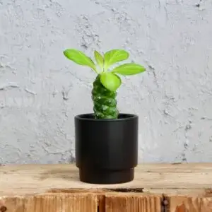 euphorbia-ritchiei-sukulent-rastlinkovo