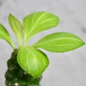 euphorbia-ritchiei-sukulent-rastlinkovo