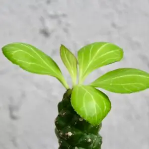 euphorbia-ritchiei-sukulent-rastlinkovo