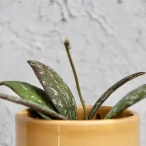 hoya-voskovka-sigillatis-round-form-rastlinkovo