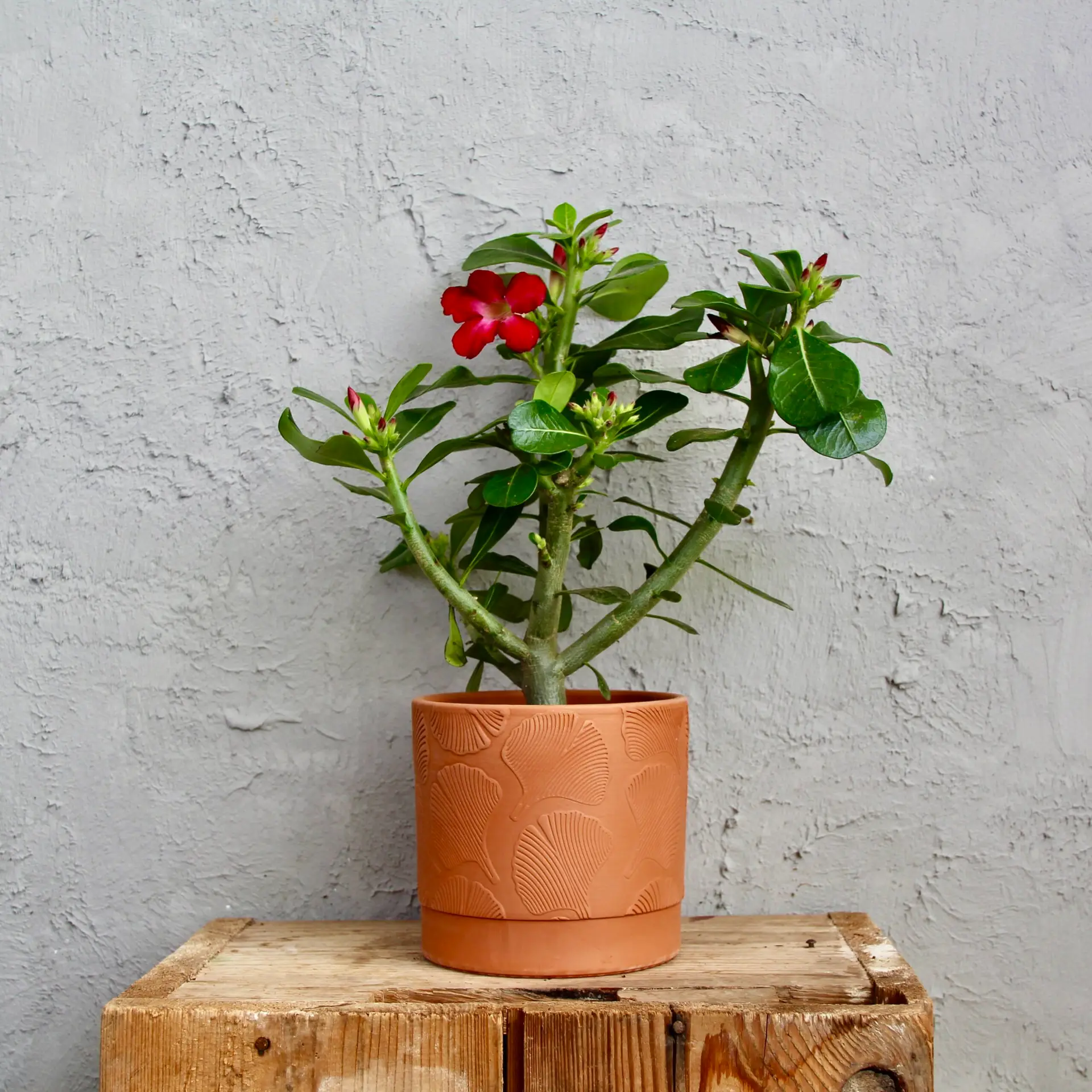 Adenium obesum - Púštna ruža 2 adenium-obesum-pustna-ruza-rastlinkovo