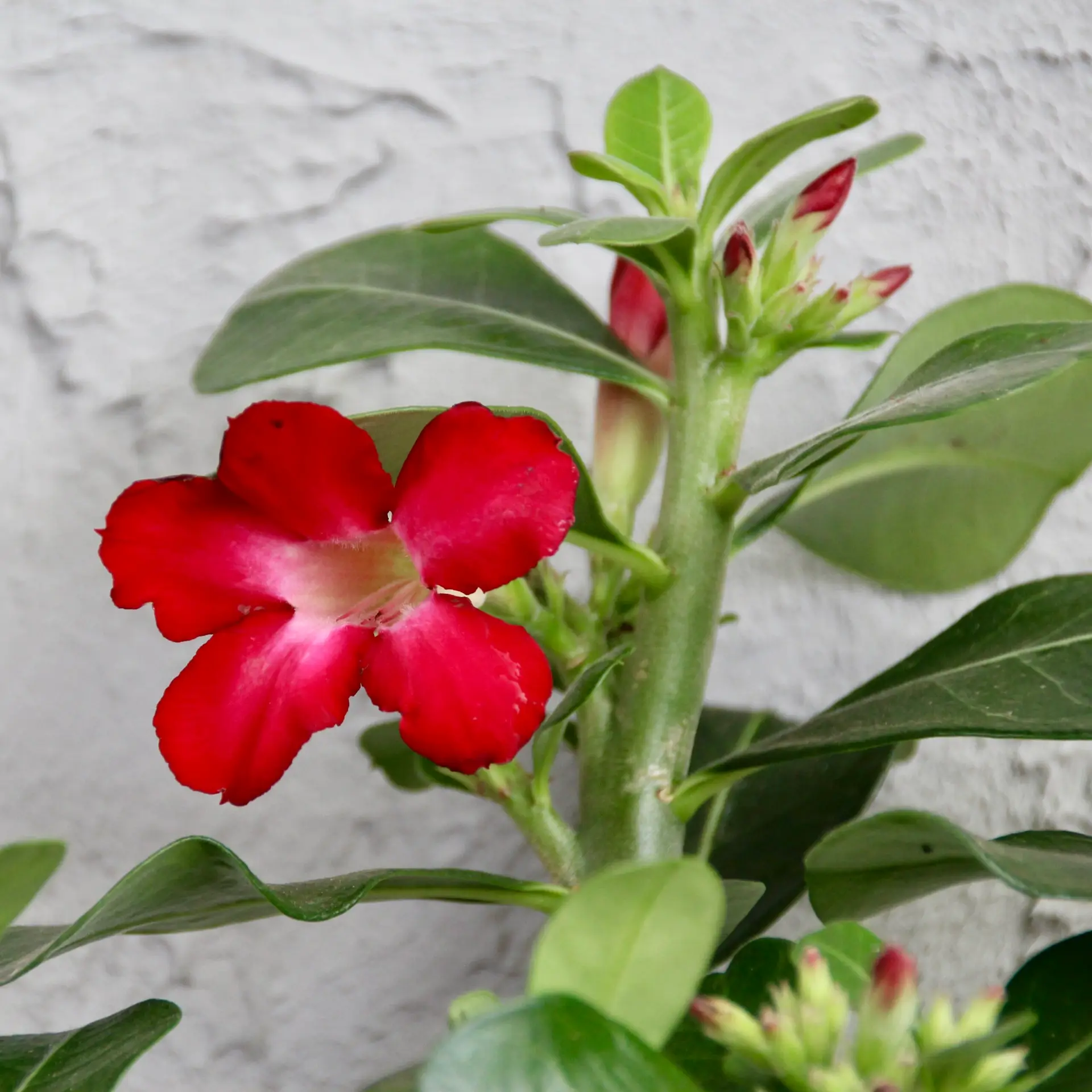 Adenium obesum - Púštna ruža 1 adenium-obesum-pustna-ruza-rastlinkovo