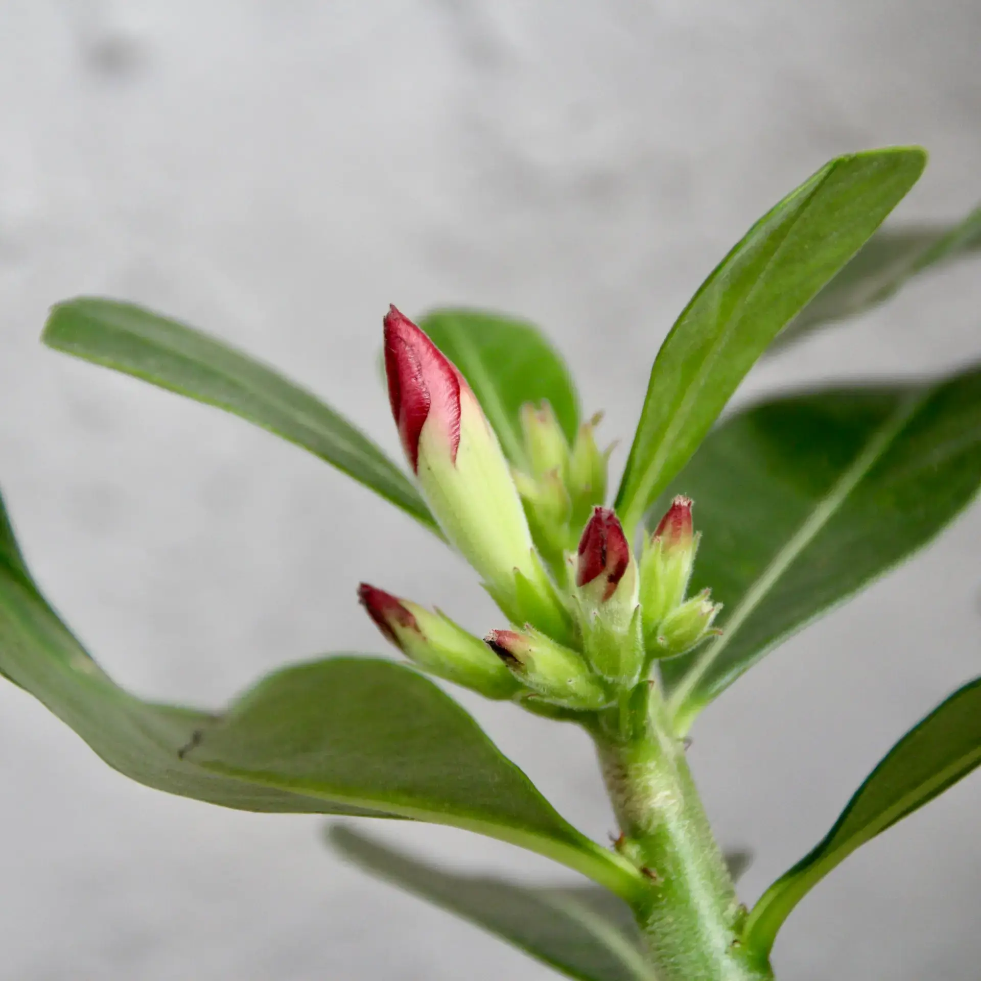 Adenium obesum - Púštna ruža 3 adenium-obesum-pustna-ruza-rastlinkovo