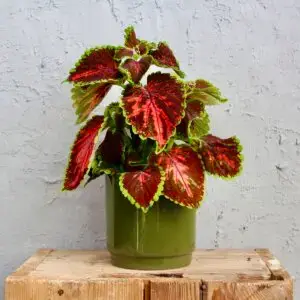coleus-africka-zihlava-blumei-wizard-rastlinkovo