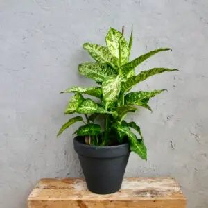 dieffenbachia-memoria-corsii-rastlinkovo