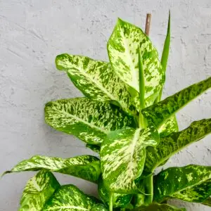 dieffenbachia-memoria-corsii-rastlinkovo