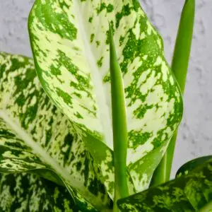dieffenbachia-memoria-corsii-rastlinkovo