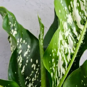 dieffenbachia-mars-rastlinkovo