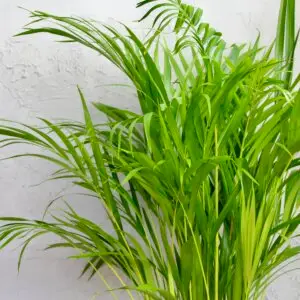 Dypsis-lutescens-palma-rastlinkovo