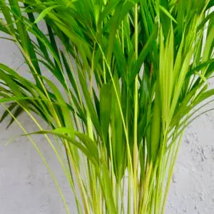 Dypsis-lutescens-palma-rastlinkovo