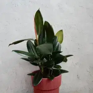 ficus-elastica-burgundy-rastlinkovo