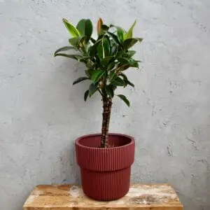 ficus-elastica-melany-rastlinkovo