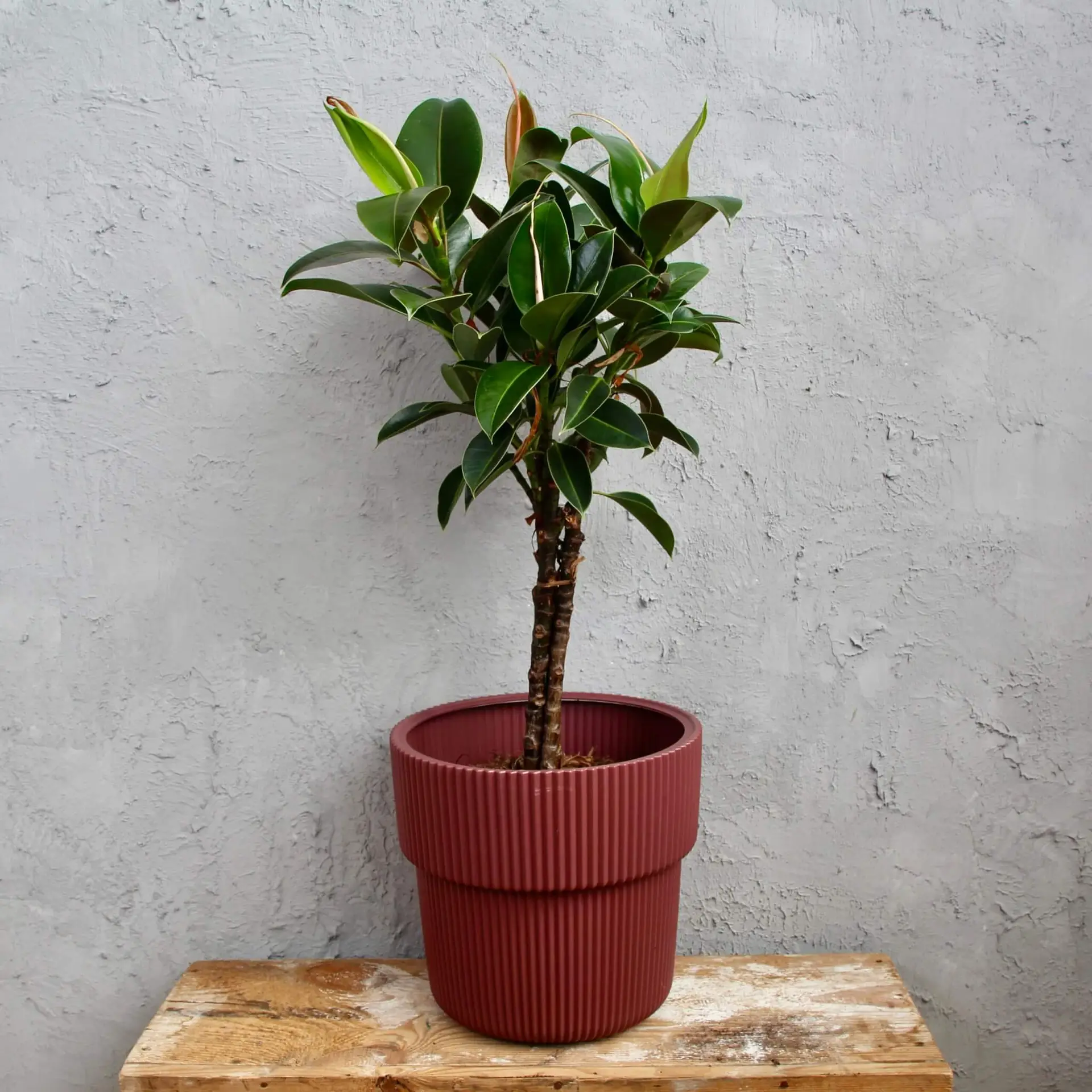 Ficus elastica Melany XL