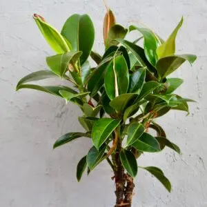 ficus-elastica-melany-rastlinkovo