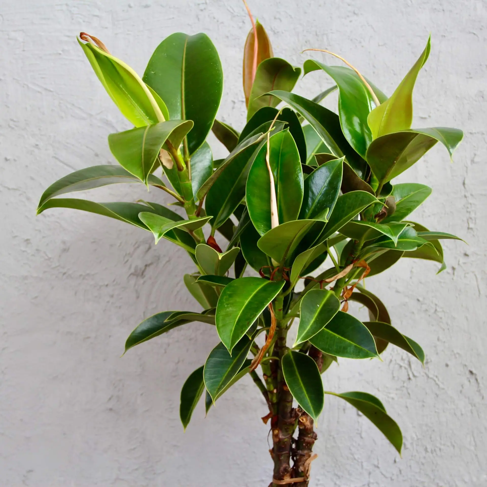 Ficus elastica Melany XL 2 ficus-elastica-melany-rastlinkovo