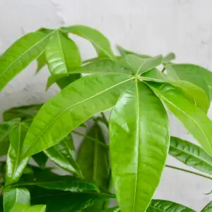 Pachira-aquatica-rastlinkovo