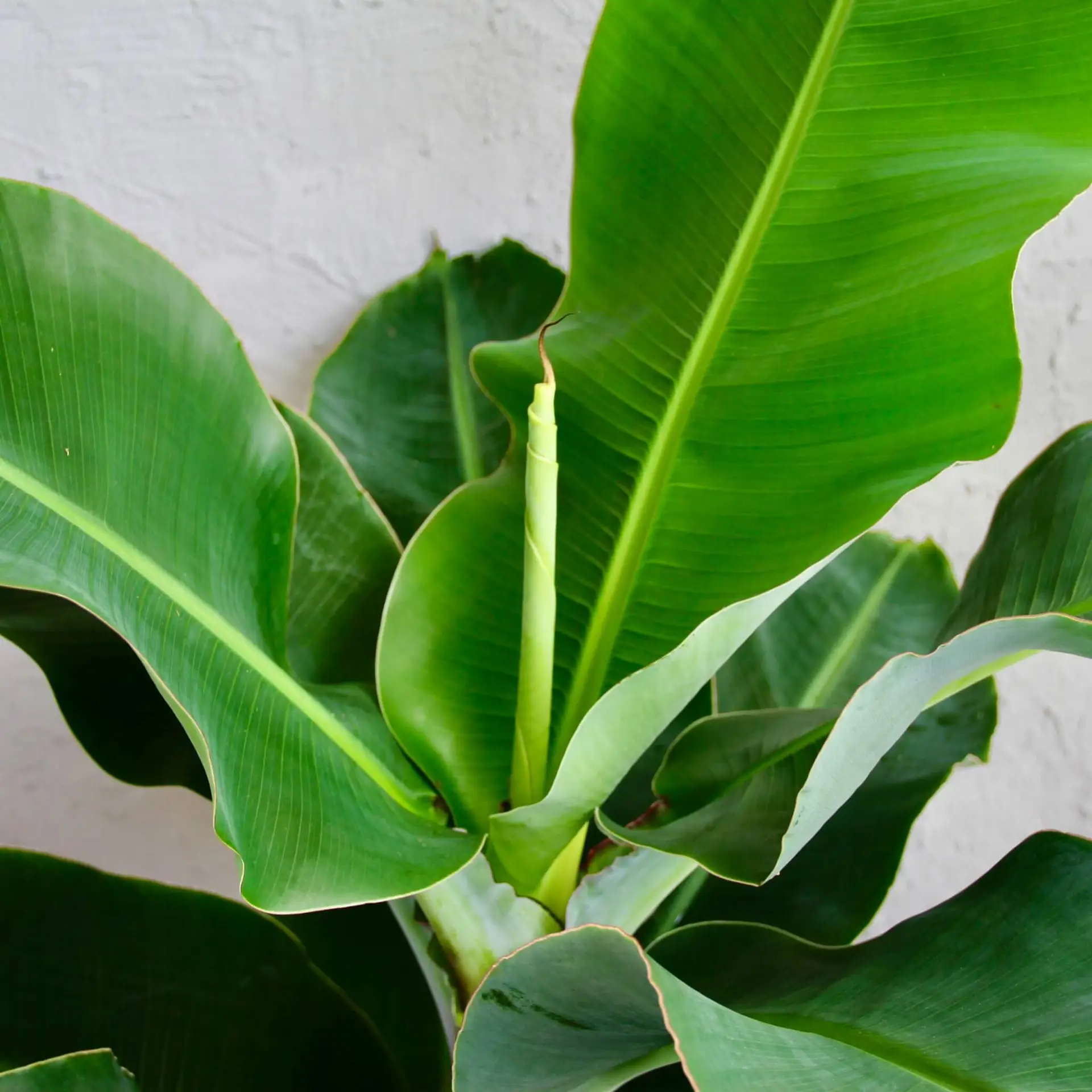 Musa Oriental Dwarf Banánovník XL 2 Musa-bananovnik-rastlinkovo