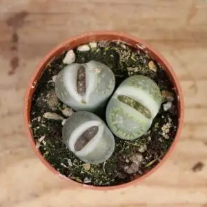 lithopsy-zive-kamene-rastlinkovo