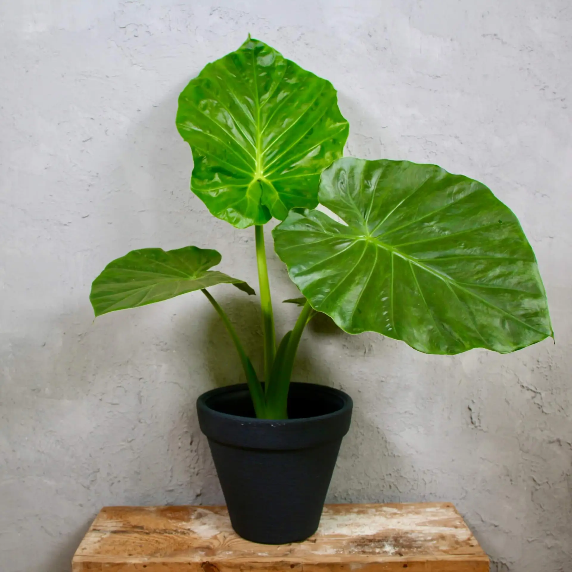 Alocasia macrorrhiza XL 1 alocasia-macrorrhiza-alokazia-rastlinkovo