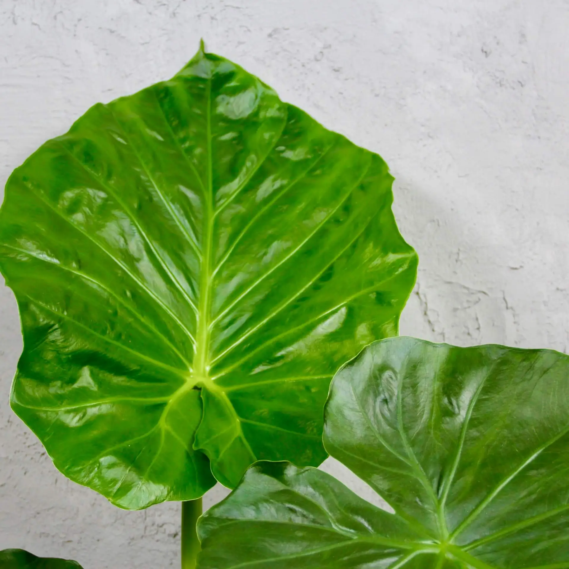 Alocasia macrorrhiza XL 2 alocasia-macrorrhiza-alokazia-rastlinkovo