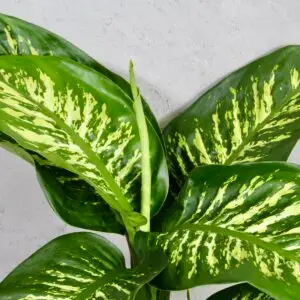 dieffenbachia-rastlinkovo