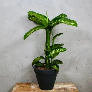 dieffenbachia-rastlinkovo