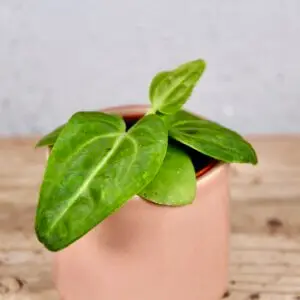 anthurium-villenaorum-hybrid-rastlinkovo