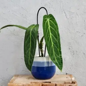 anthurium-warocqueanum-anturium-rastlinkovo
