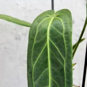 anthurium-warocqueanum-anturium-rastlinkovo
