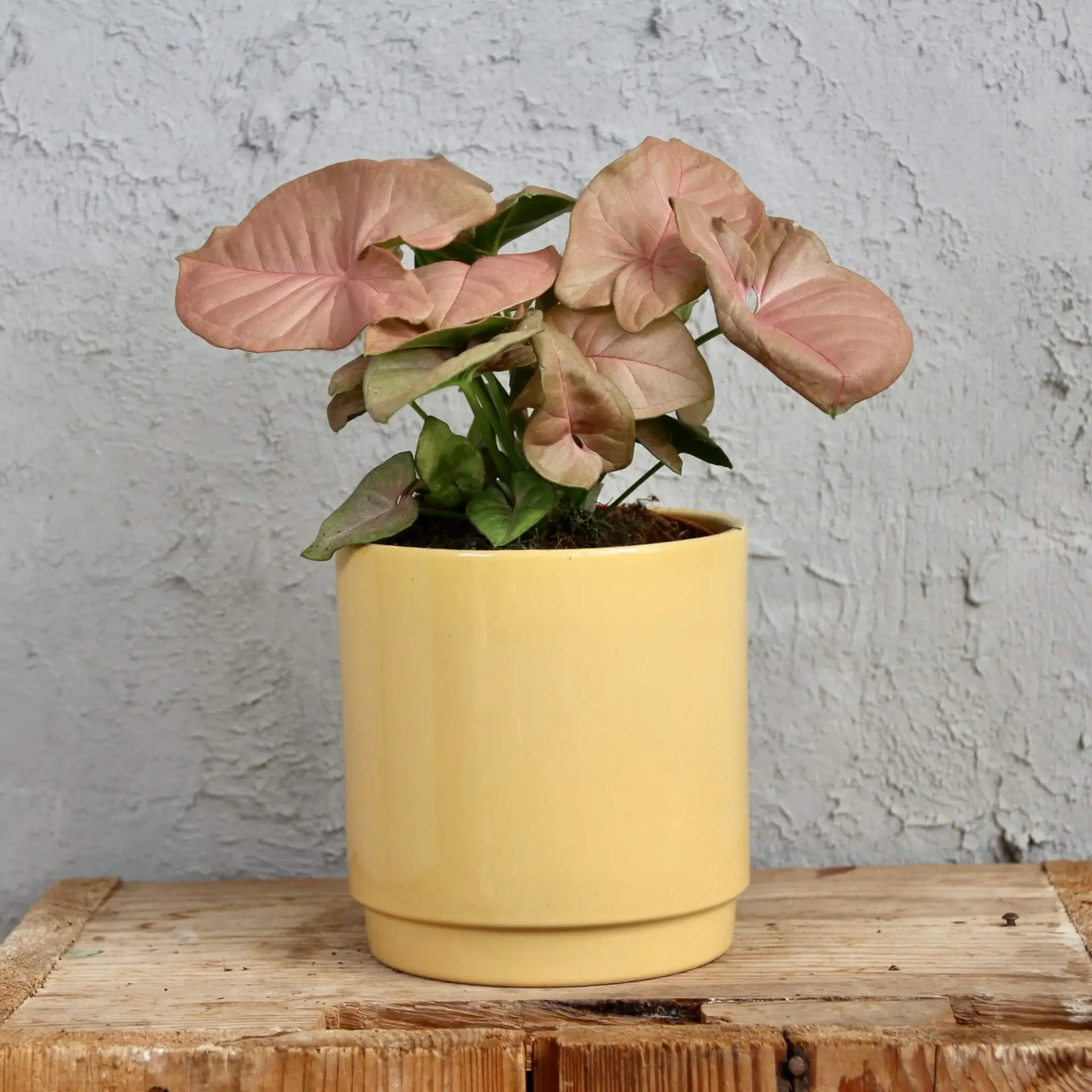 Syngonium Neon Robusta