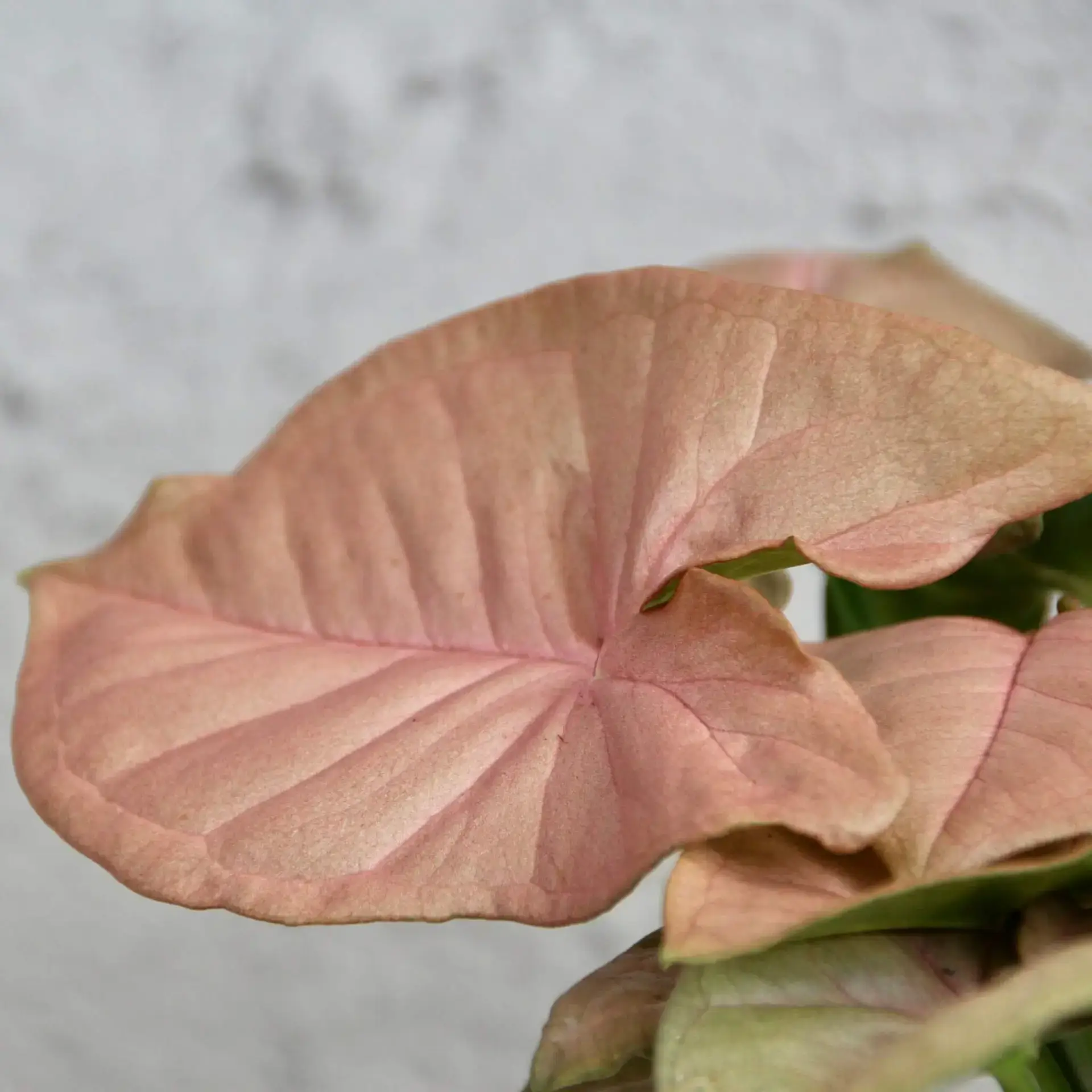 Syngonium Neon Robusta 6 syngonium-neon-robusta-rastlinkovo
