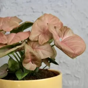 syngonium-neon-robusta-rastlinkovo