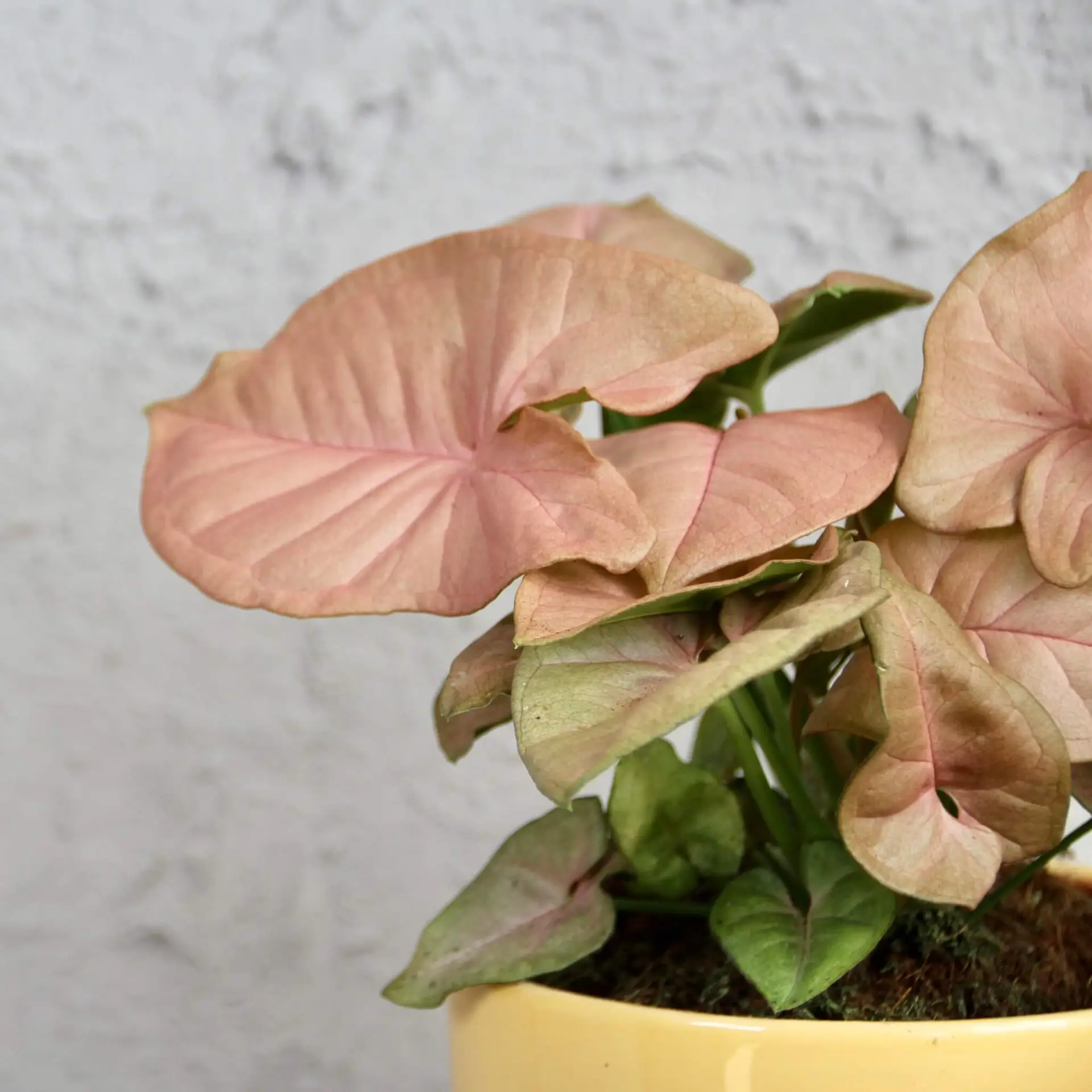 Syngonium Neon Robusta 5 syngonium-neon-robusta-rastlinkovo