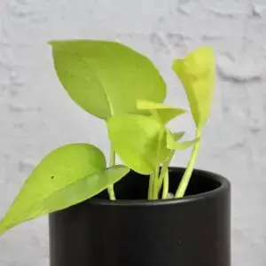 Philodendron-lemon-lime-rastlinkovo