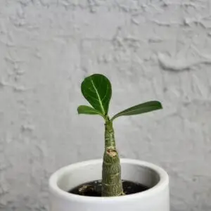 adenium-obesum-pustna-ruza-rastlinkovo