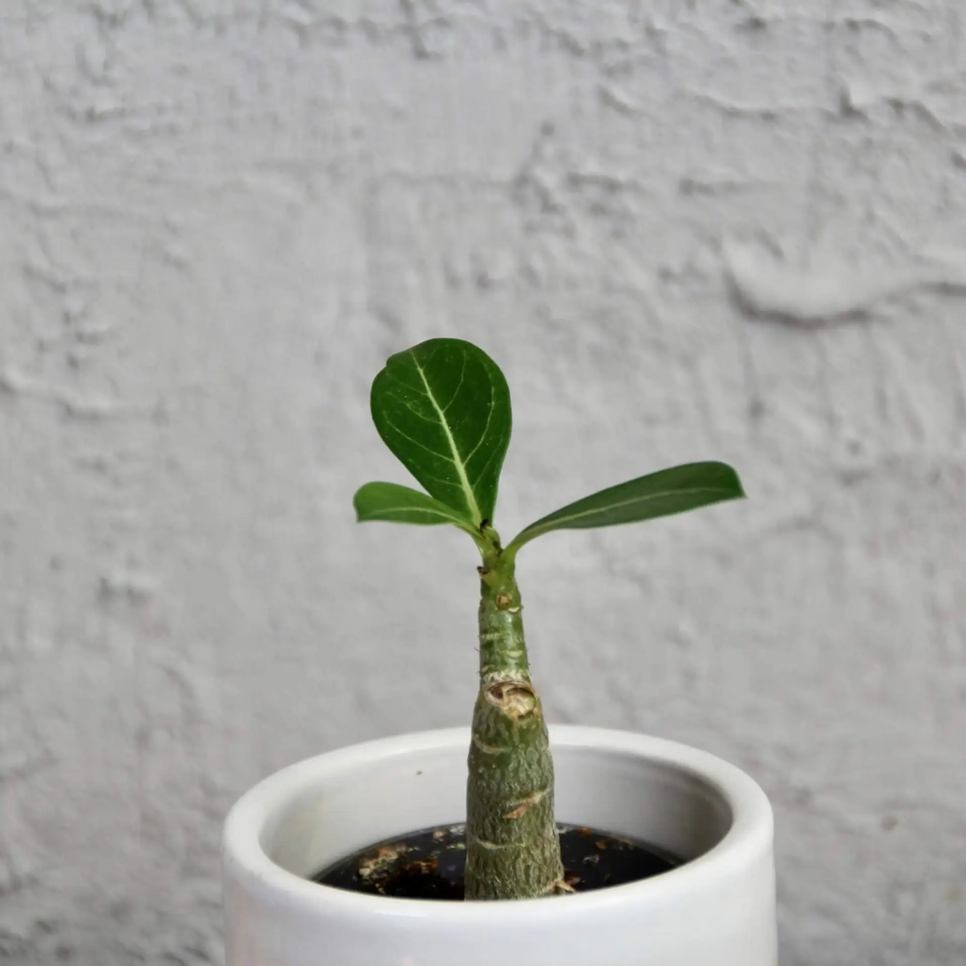 Adenium obesum - Púštna ruža baby 1 adenium-obesum-pustna-ruza-rastlinkovo