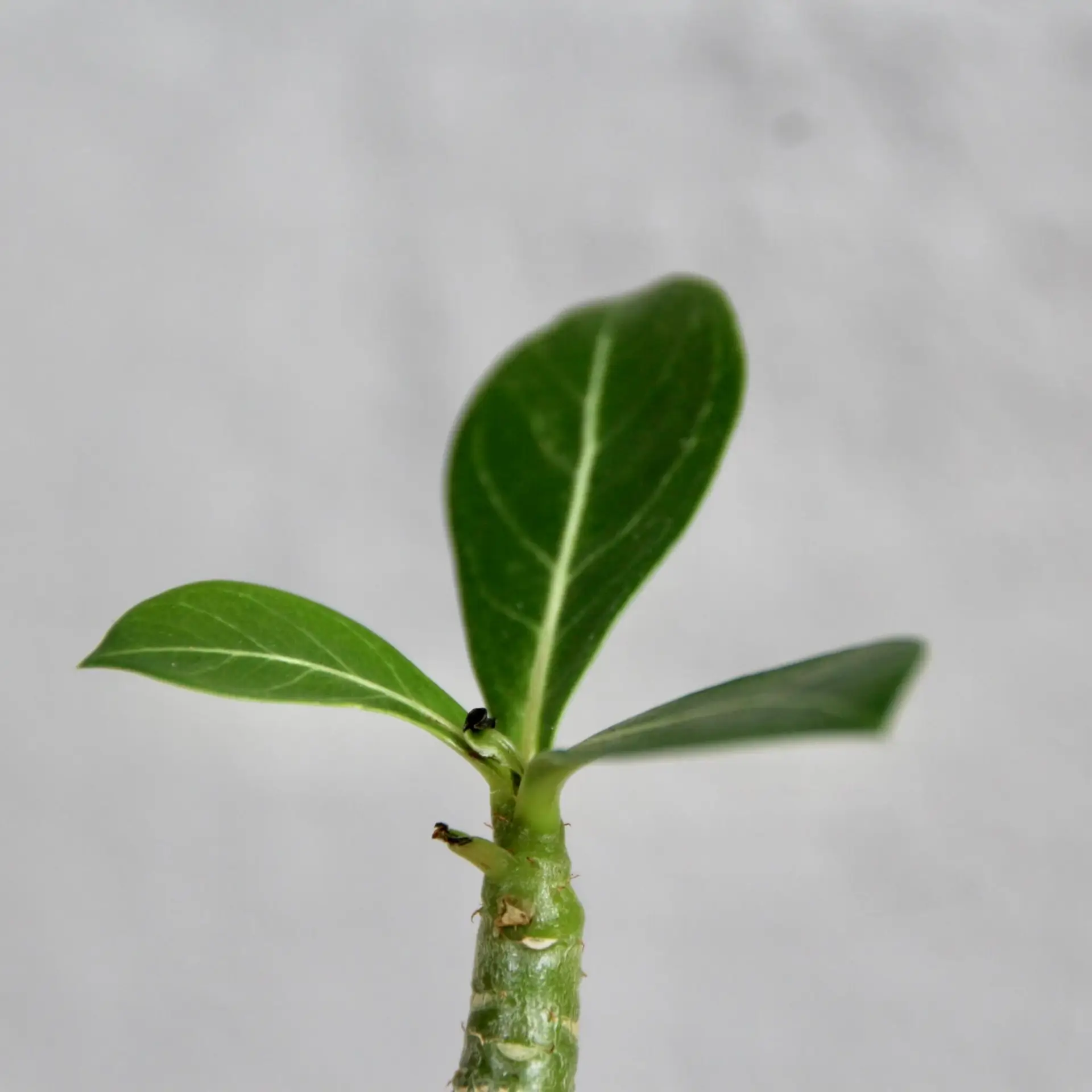 Adenium obesum - Púštna ruža baby 3 adenium-obesum-pustna-ruza-rastlinkovo