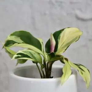 calathea-kalatea-yellow-fusion-rastlinkovo