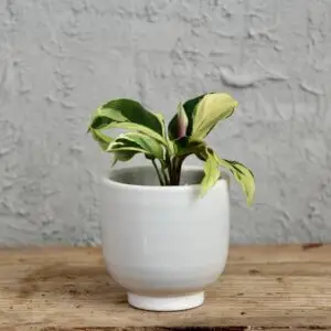 calathea-kalatea-yellow-fusion-rastlinkovo