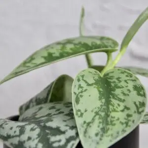 scindapsus-pictus-silvery-ann-rastlinkovo