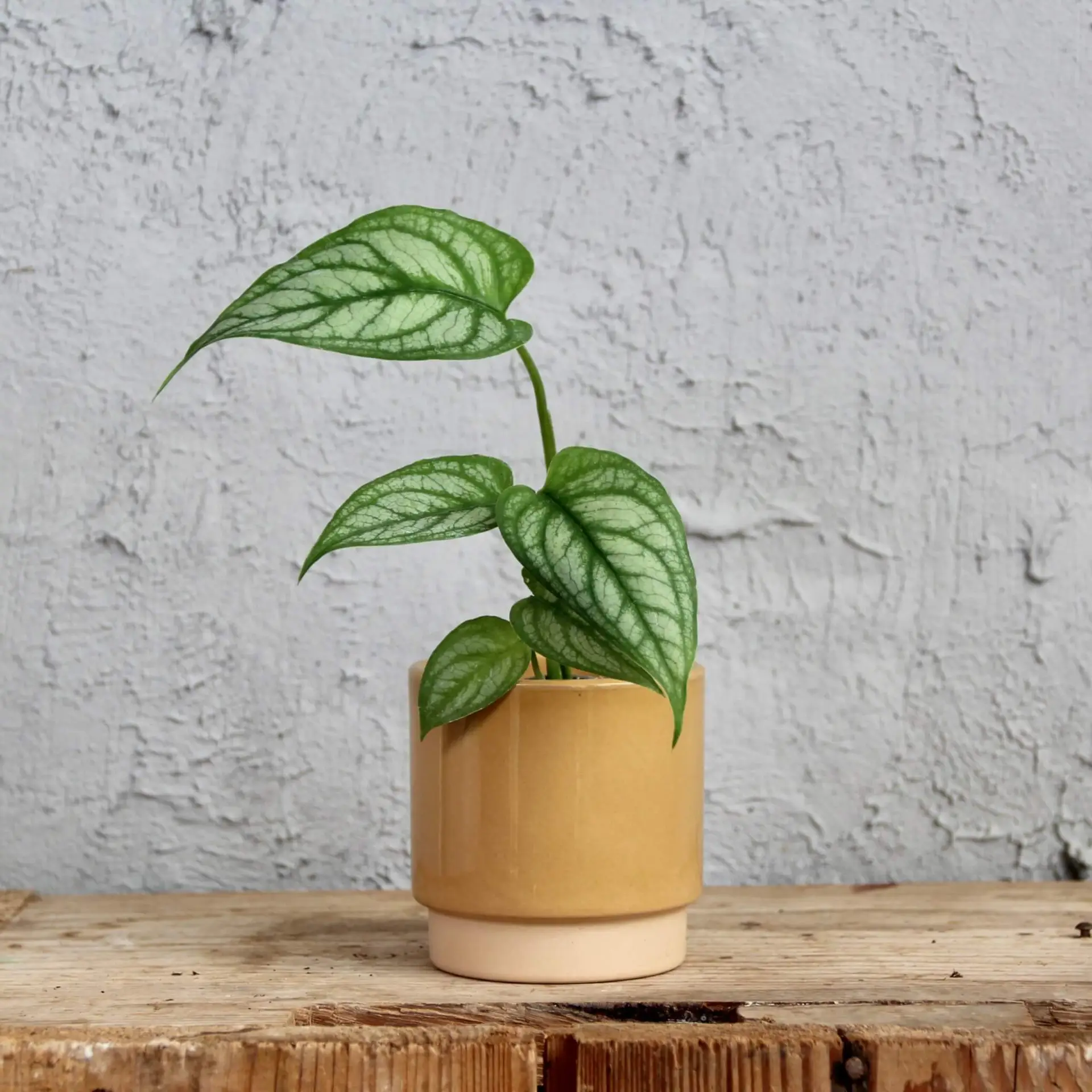 Monstera Siltepecana baby 1 monstera-siltepecana-rastlinkovo
