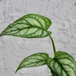 monstera-siltepecana-rastlinkovo