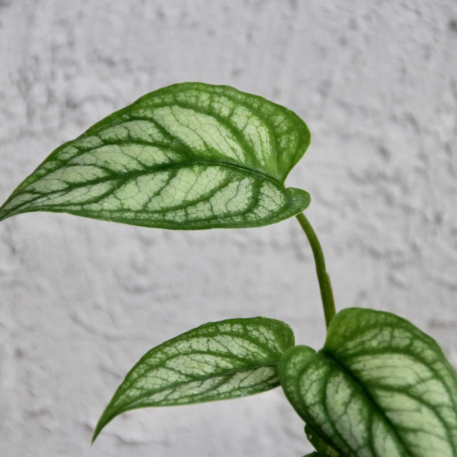 Monstera Siltepecana baby 2 monstera-siltepecana-rastlinkovo