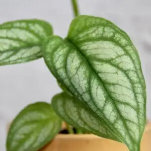 monstera-siltepecana-rastlinkovo