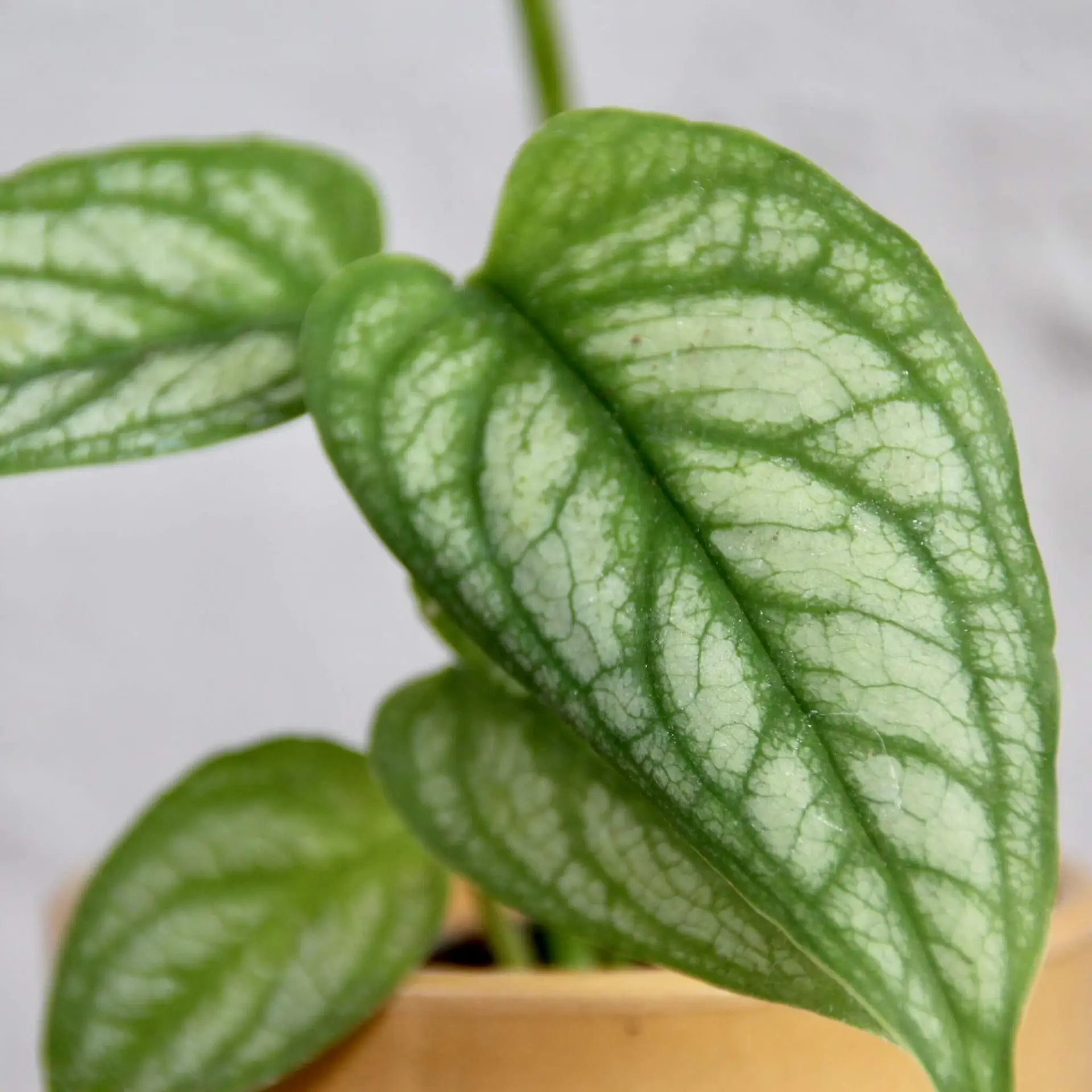 Monstera Siltepecana baby 3 monstera-siltepecana-rastlinkovo